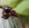 Anthocoris sp.